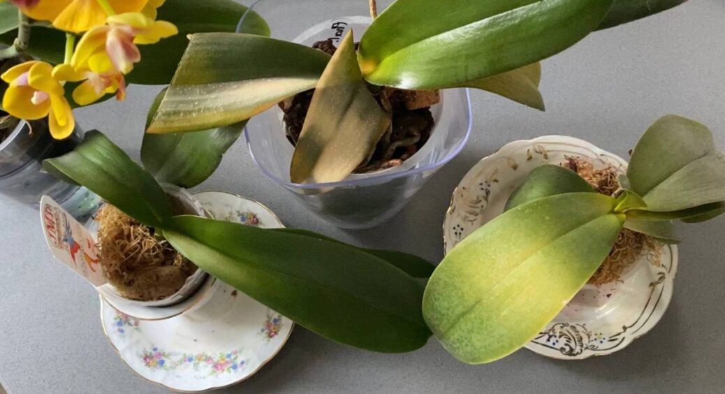 Орхідея похилилася – роблю цей “коктейль” без роздумів: 1 дармовий інгредієнт рятує квітку за 2 тижні 