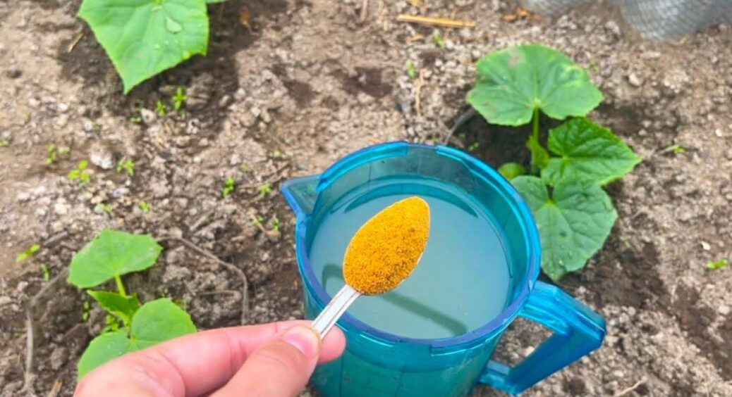 Я не вірила, поки не спробувала: 2 ложки у воду і на огірки – зав’язей більше, ніж зірочок на небі 