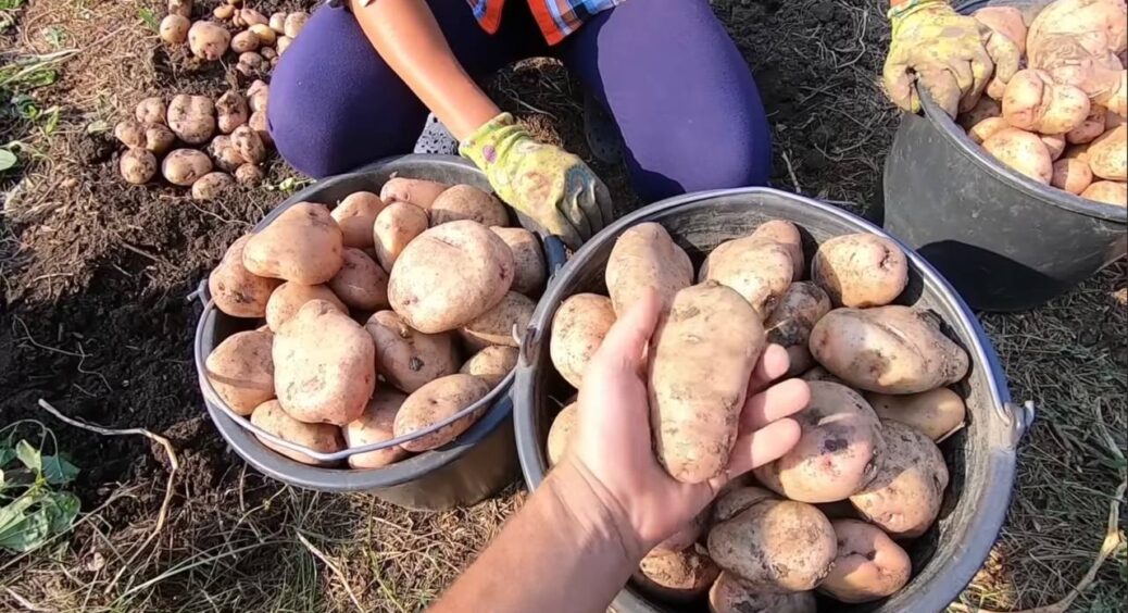 Картопля виростає розміром з футбольний м’яч: лише 1 ложка у воду – і для збору врожаю замовляю КАМАЗ 