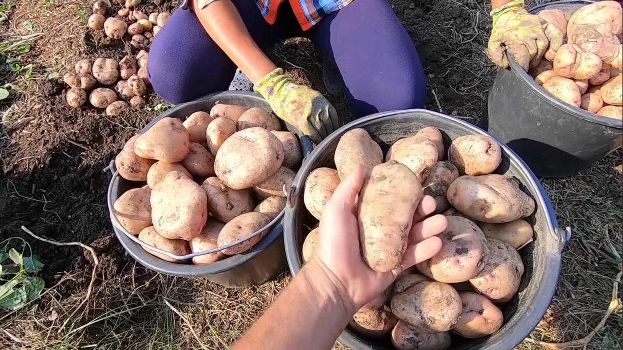 Агрономи розповіли, чим підживити картоплю у червні, щоб виростити великі бульби