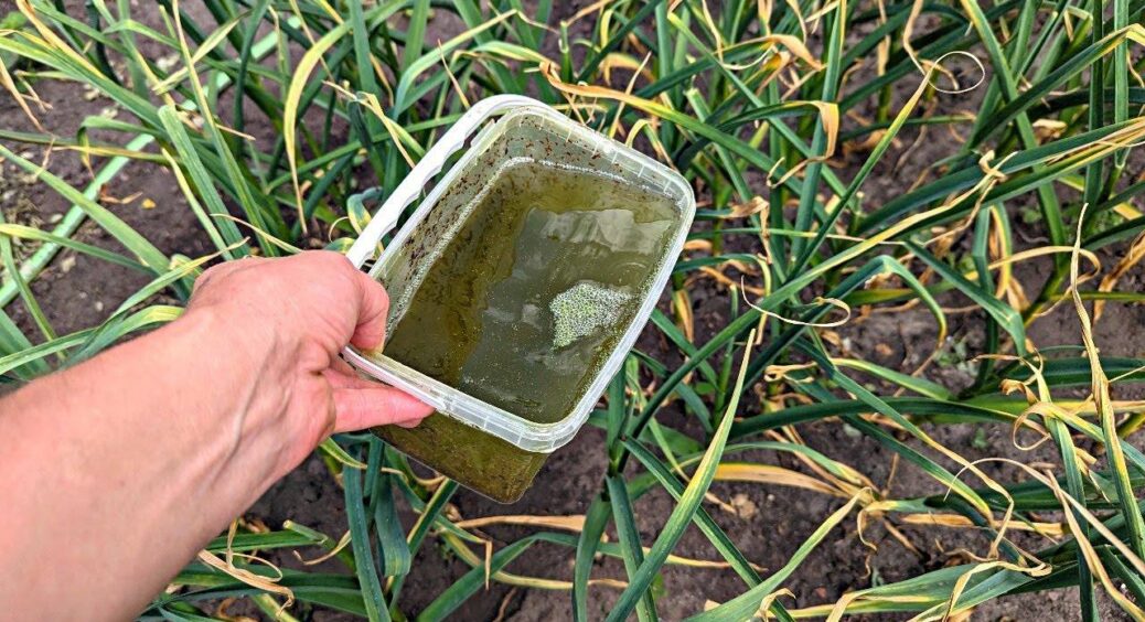 Цибуля і часник гниють на грядці? Не біда – врожай врятують ці 3 кроки: пір’я й головки – на 10 з 10! 