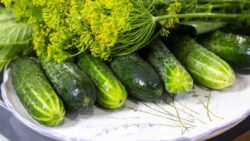 Кулінари розповіли, як приготувати хрумкі малосольні огірки за ніч 