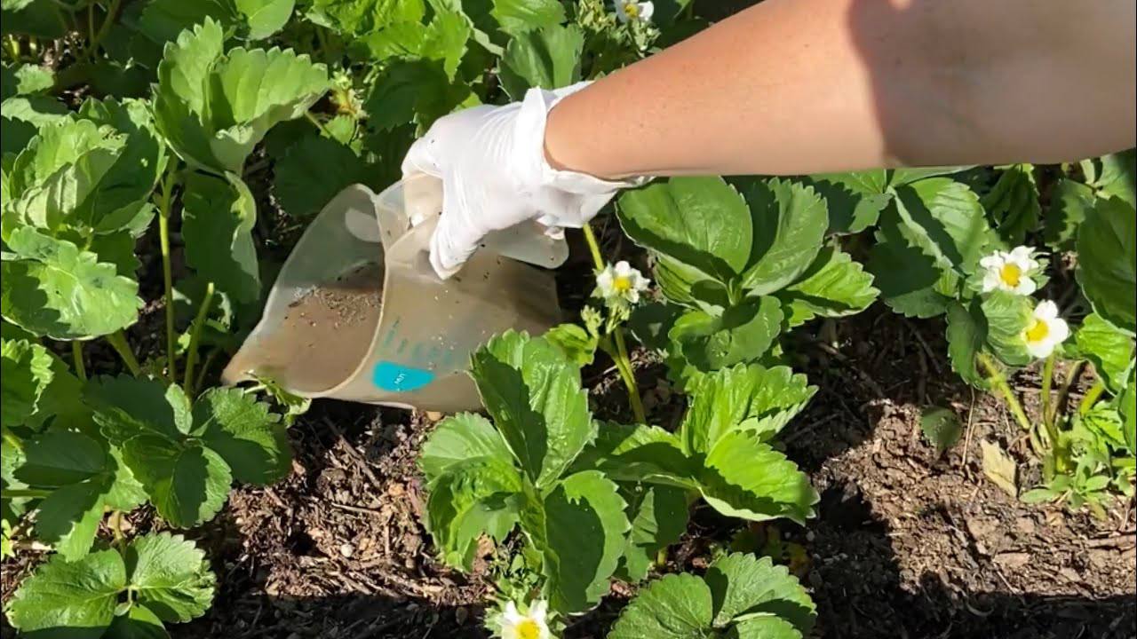 Садівники розповіли, чим необхідно підживити полуницю у червні