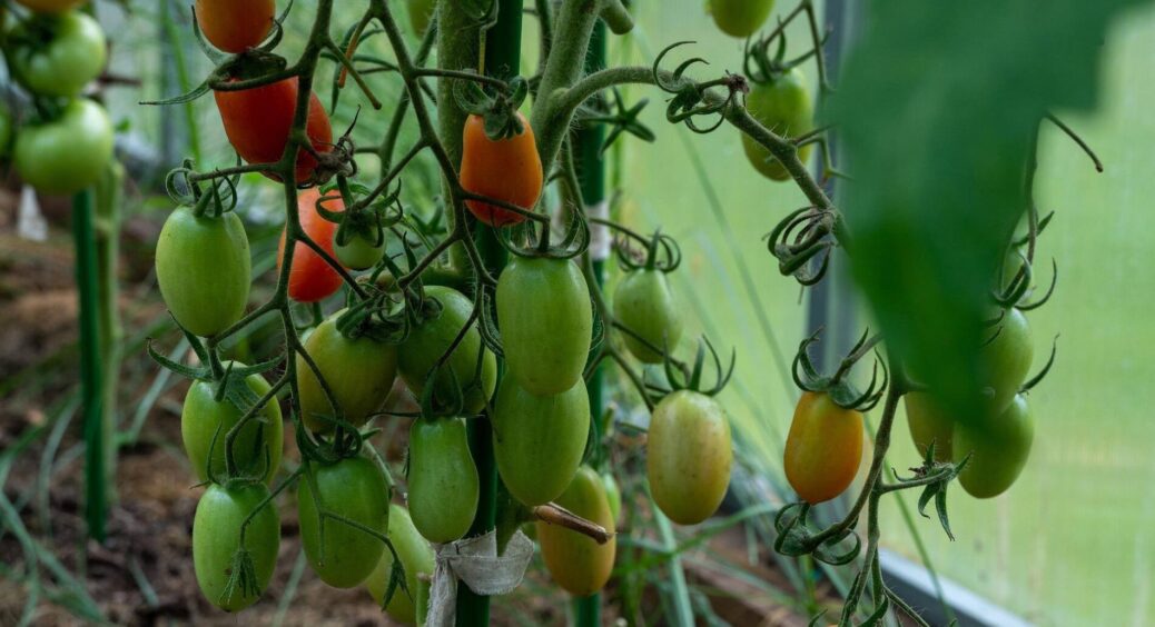 Бризкаю на томати під час цвітіння – зав’язують кожну квітку: все літо лише і збираю великі й м’ясисті плоди 