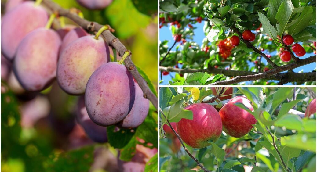 1 добриво з кухні за 30 гривень замінює весь магазин: мої яблуні, сливи, абрикоси  і груші сиплять плодами 