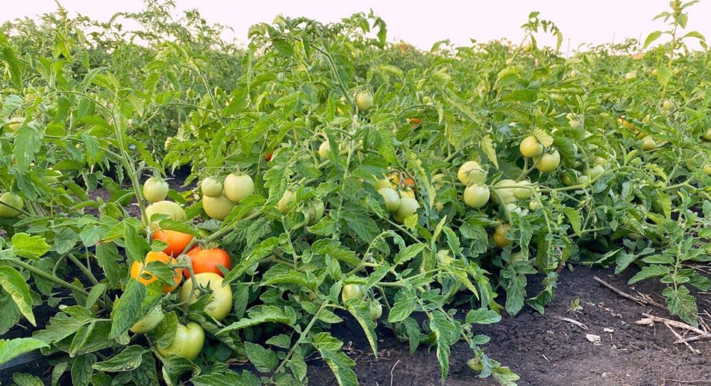 У сусідки томати зріють до заморозків, а у мене червоніють за 3 дні: я не жадна, ділюся секретом 
