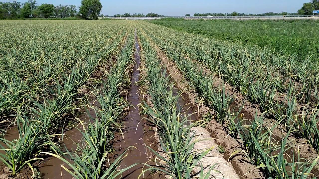 Агрономи поділилися головним секретом гігантського часнику