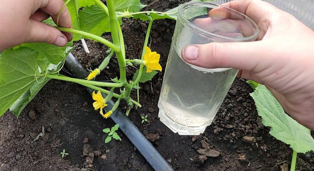 Випросила у сусідки секрет, що вона ллє під огірки у спеку: плетуться як шалені, зав’язі множаться 1 за ніч 