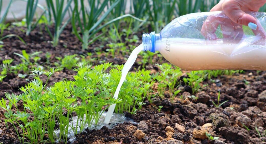 У червні морква лише на це й чекає: 1 склянка на 10 л – і збираю гарний, багатий та рівний урожай 