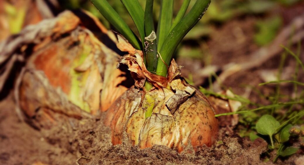 З 20 по 30 червня цибулі – обов’язково: 2 ложки у воду – і цибулини виростуть розміром з 2 кулаки 