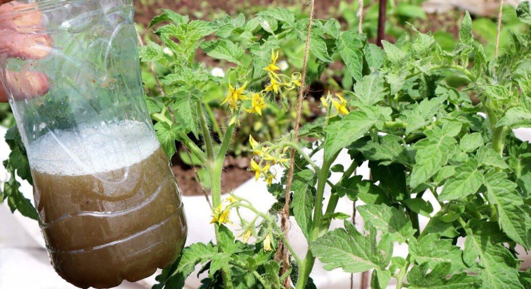Помідори просто обожнюють цю “підкормку”, особливо в червні: 7 шт у воду – і м’ясисті томати збираю відрами 