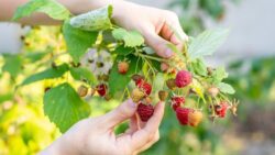 Садівники розповіли, чим підживити малину, щоб ягоди були великими та солодкими 
