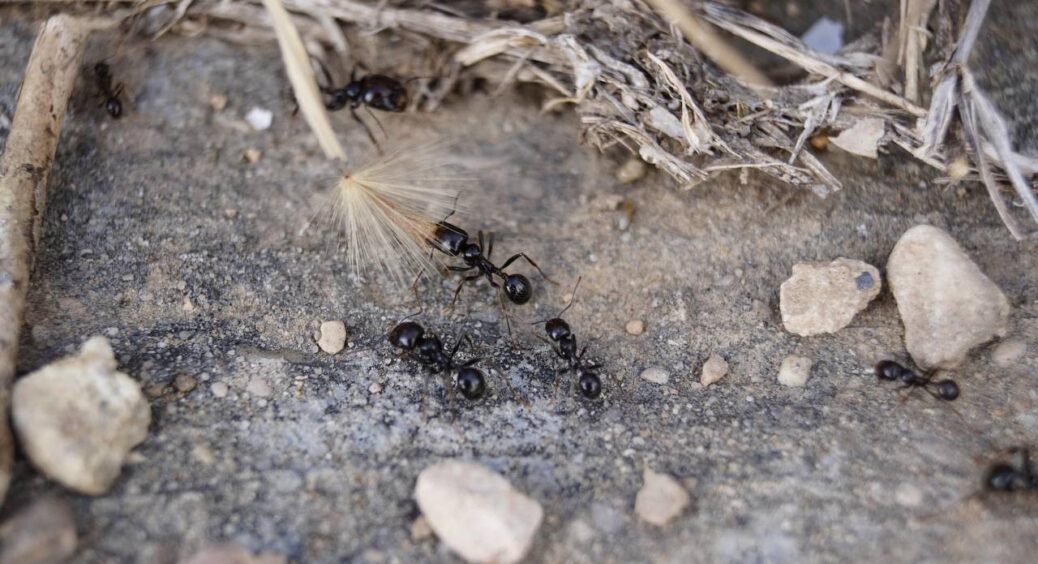 2 рази обробила – і очманіла: мурахи більше ні на кілометр не наближаються. Рослини врятовані на всі 1000% 