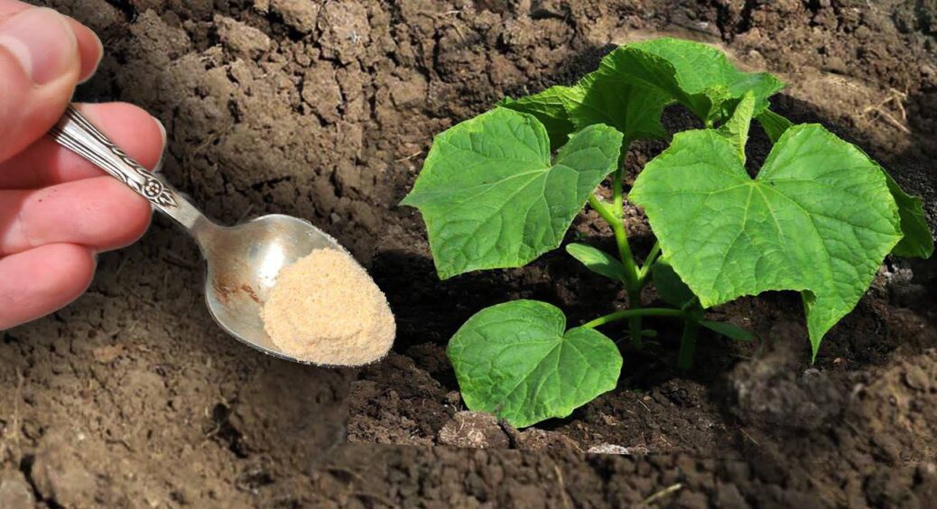 Дала 1 ложку цієї суміші під кожен кущ огірків – чоловік не встигає збирати, бо ростуть як навіжені 