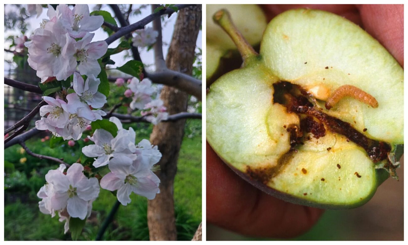 Агрономи розповіли, як правильно обробляти яблуню від плодожерки 