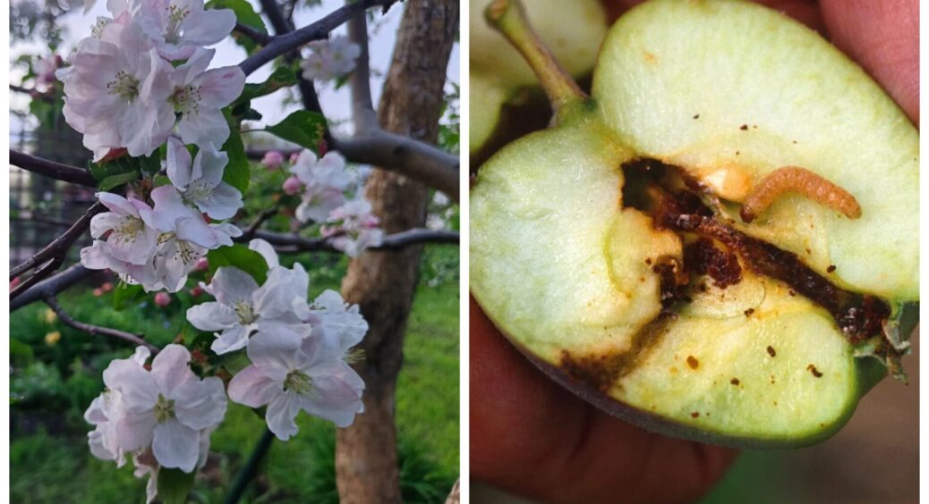 Коли і як потрібно обробляти яблуні від плодожерки: агрономи склали гайд для дачників — всього 3 етапи 