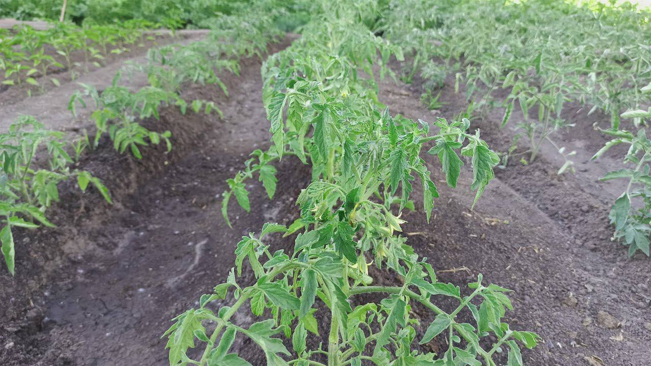 Агрономи розповіли, чим найкраще лікувати фітофтору на томатах