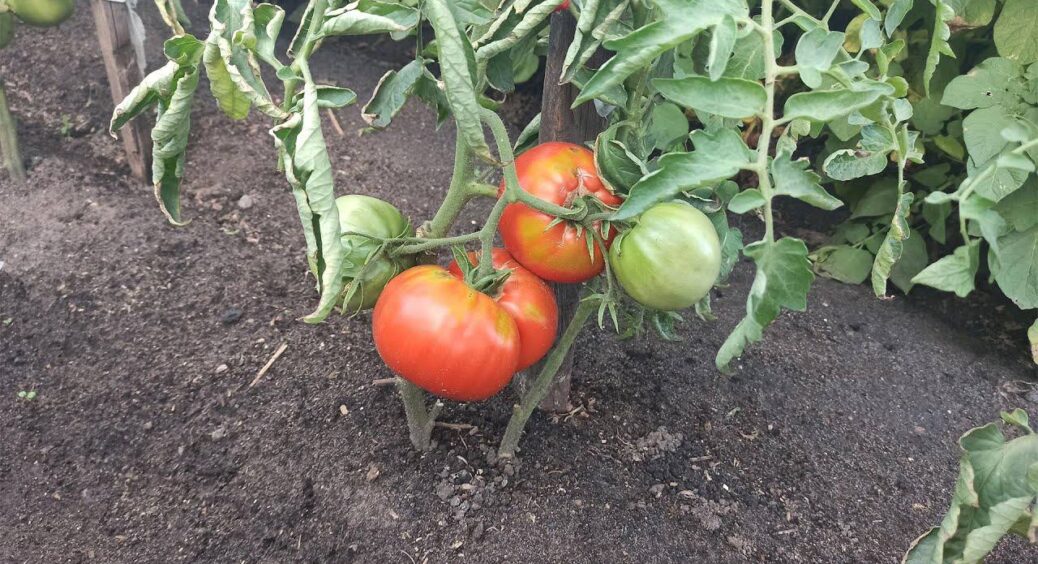 Не відходи, а цінні ліки від фітофтори: 2 жменьки у відро – і кум-агроном збирає по 15 кг томатів із 1 куща 