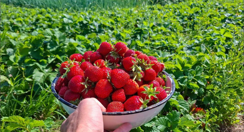 Бабуся сказала, що за цією схемою у 3 кроки врожаї будуть “ого-го” – стільки полуниці я не мала ще ніколи 