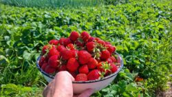 Агрономи розповіли, як збільшити кількість врожаю полуниці 