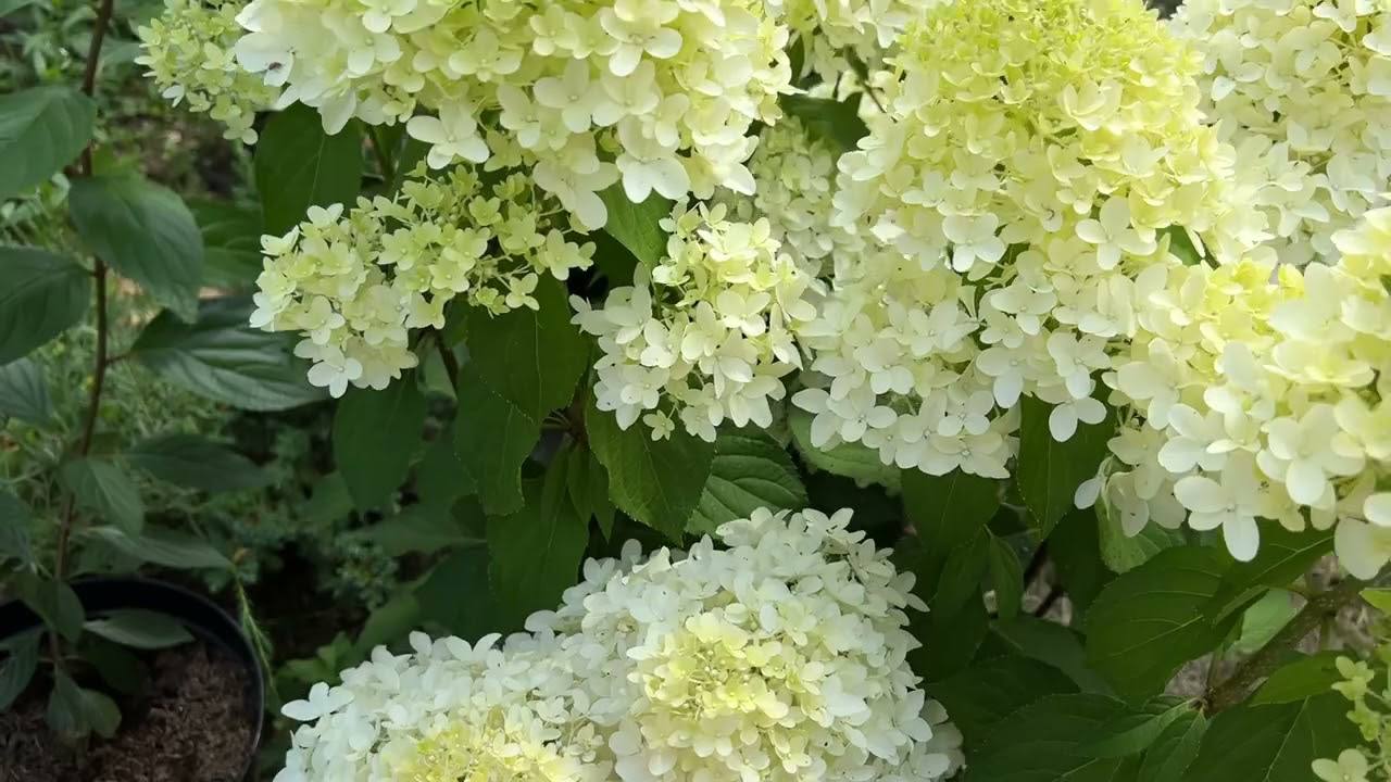 Квітникарі розповіли, чим підгодувати гортензію для пишного цвітіння