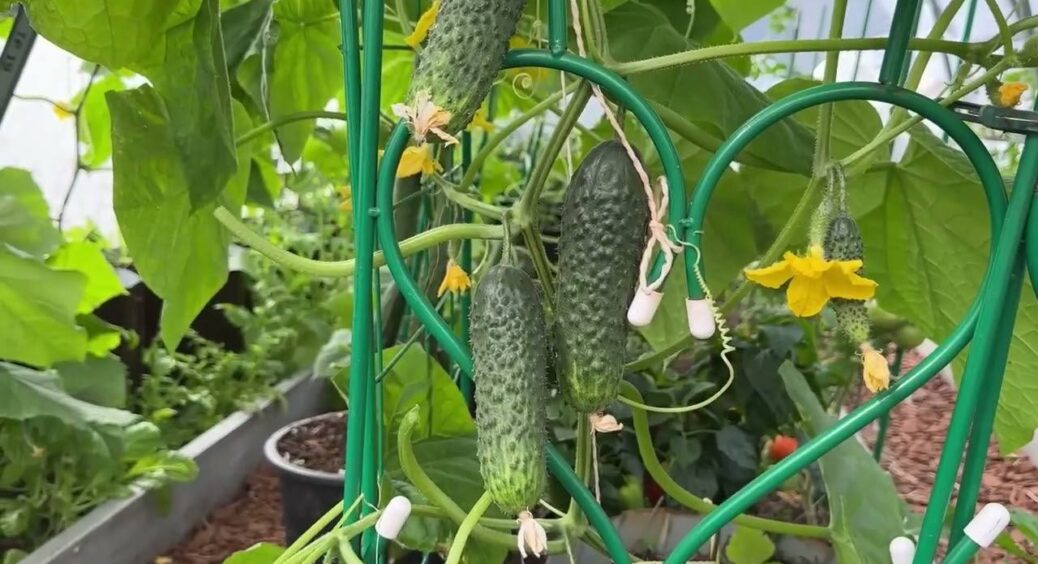 Огірки стояли, як прибиті – дала 3 ложки “живої води” з настою бур’янів – і кущі побігли в ріст 