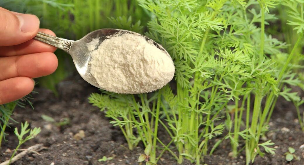 До 30.06 моркві – терміново: розводжу 1 ложку у воді – і коренеплоди збираю тачками, всі – соковиті та рівні 