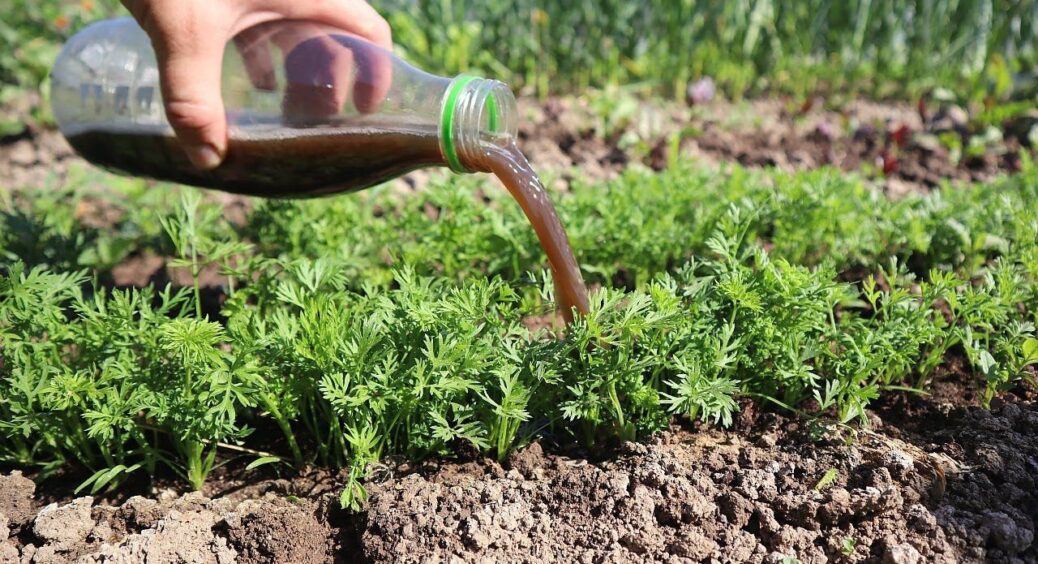 Ще встигаємо: до 30 червня треба обробити моркву, щоб отримати солодкі коренеплоди – 200 г на 10 л води 