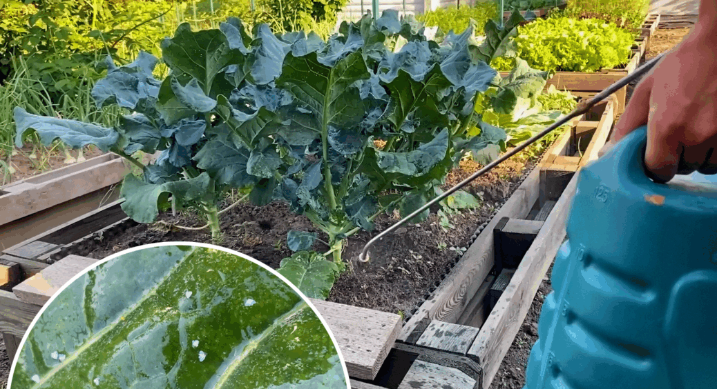 Як тільки завелась білокрилка, готую зілля – 100 мл рідкого мила + 500 мл молока: капуста чиста 