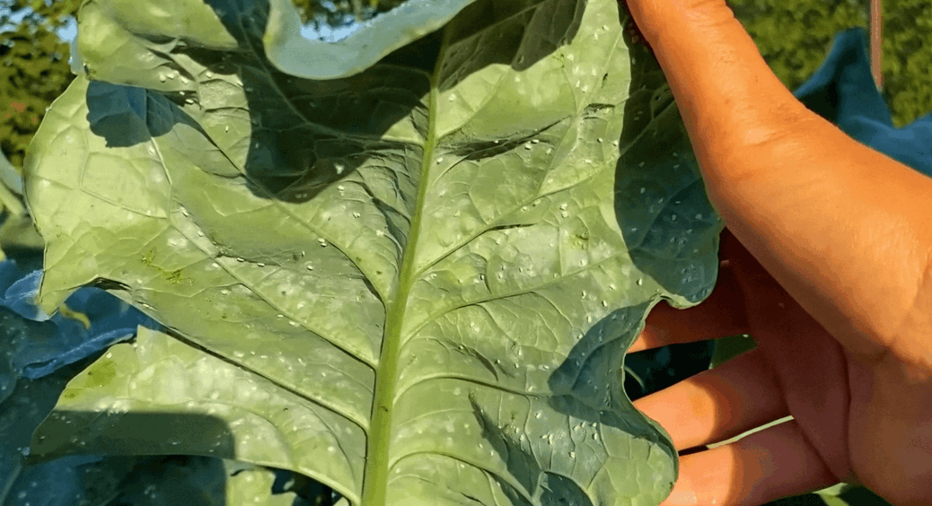 У 2026 навіть не побачу білокрилку: що треба зробити восени, аби не дати шкіднику шансів — 3 пункти 