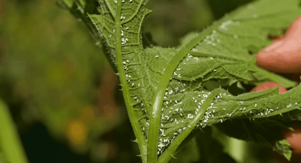 Залийте 1 штучку гарячою водою – і білокрилка збере валізу і замовить квитки на потяг: не залишиться й сліду 
