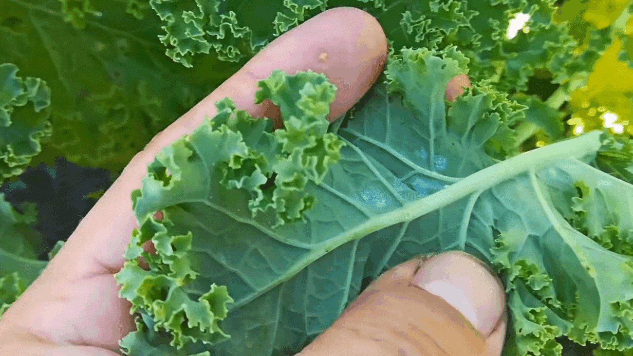 Фермери показали дешевий та ефективний засіб проти білокрилки на капусті