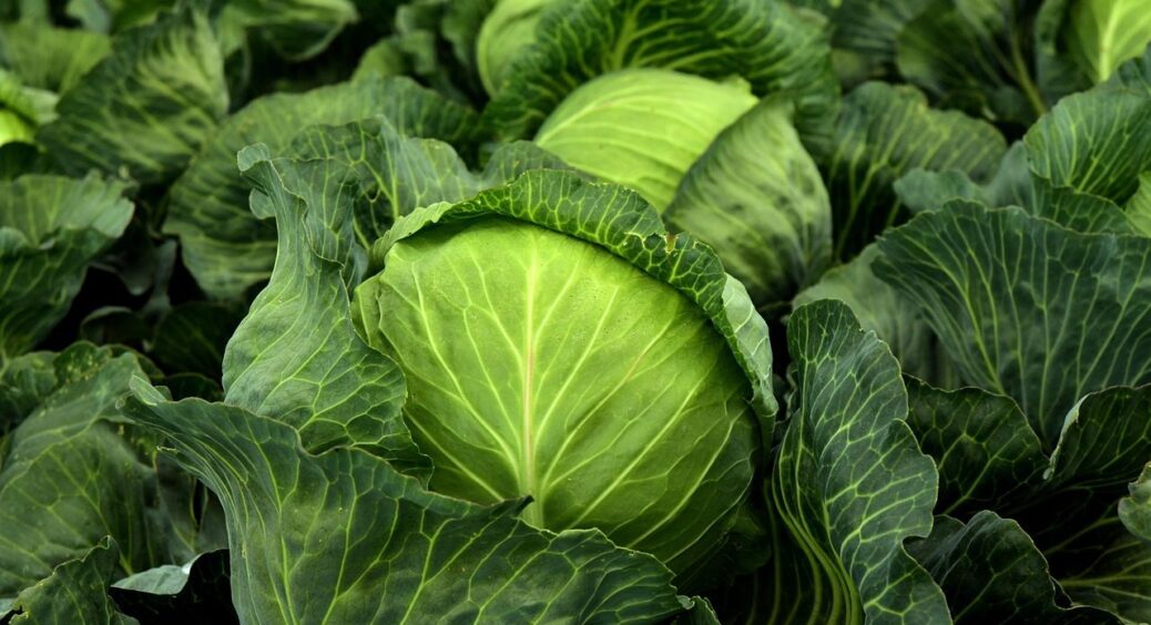 Щоб капуста не росла “пухирем” і не тріскала – даю 25 г цього під корінь, коли з’являється зав’язь 