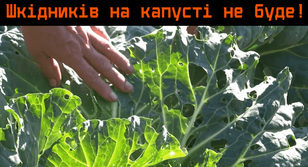 Щороку збирала по 30 кг “дірявої” капусти, поки сусідка не дала пораду: ефективний засіб проти білокрилки 