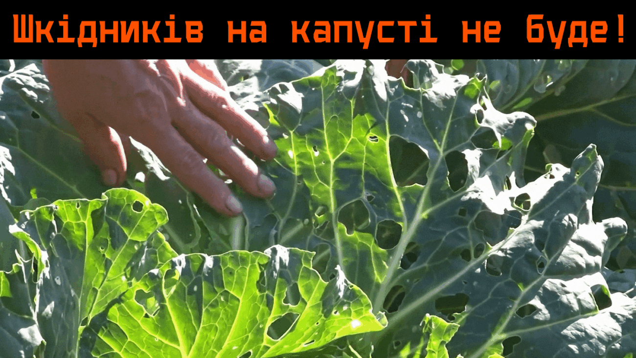 Фермери розповіли про простий засіб від білокрилки на капусті