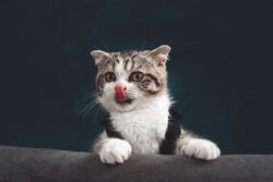 Експерти розповіли, як перепросити в домашнього кота, якщо випадково зробили йому боляче 