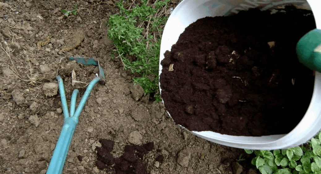 На кавовій гущі не ворожу, а розкидаю навколо кущиків на своєму ягіднику: це сипуче золото працює на всі 100 