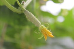 cucumber-2457041_1280 