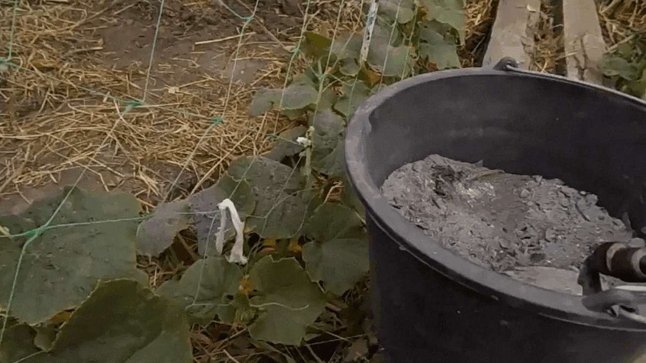 Експерти розповіли, як правильно використовувати золу на городі