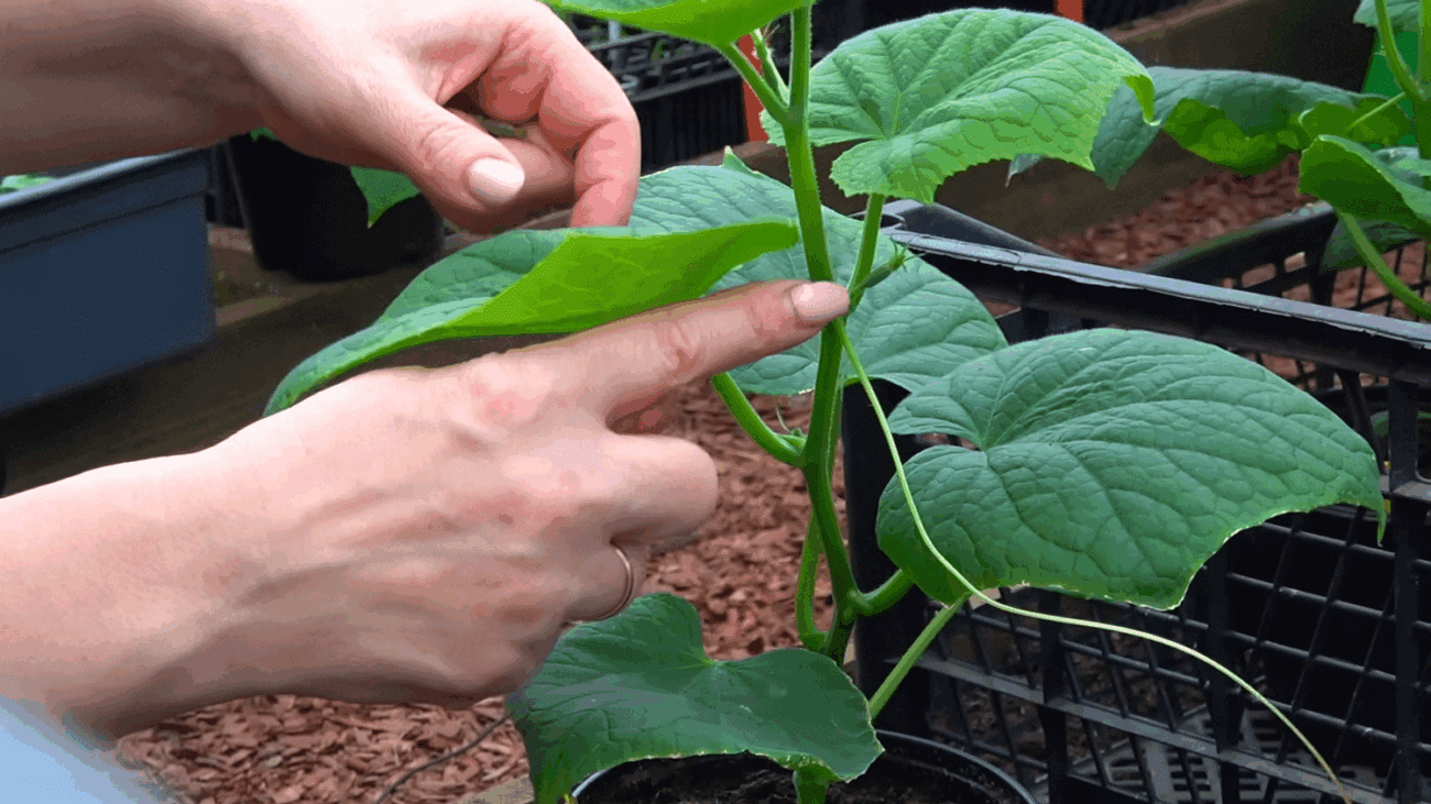 Аграрії порадили 2 добрива для огірків, які зав'язуються