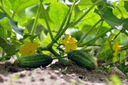 cucumbers-7322966_1280 