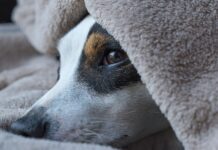 Це не примхи, а сигнали: 7 звичних речей, які ми робимо щодня – і собака через них почувається зайвою в домі Кінологи розповіли, які дії господаря засмучують собаку