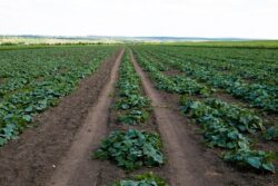 farm-3127785_1280 