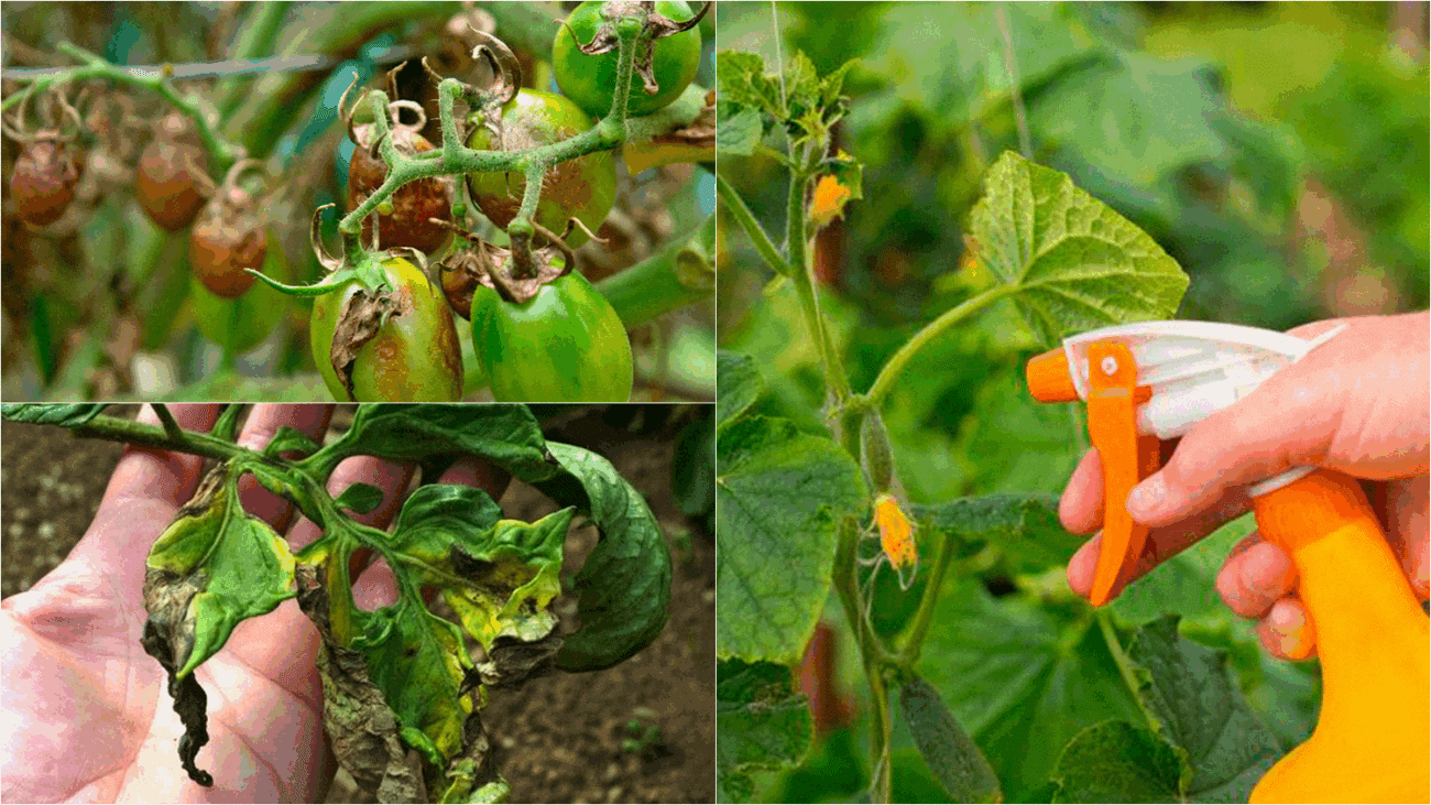 Агрономи назвали дієвий засіб проти кліща та фітофтори