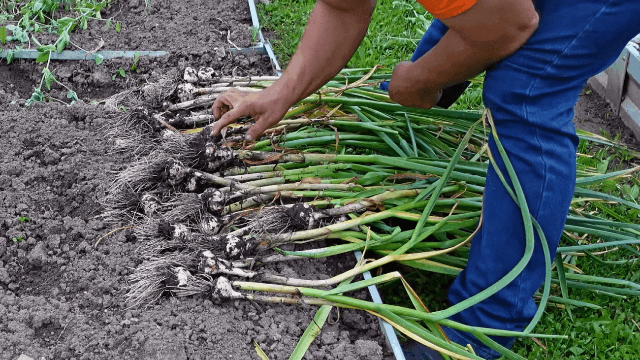Городники поділилися дідівським способом вирощування часнику