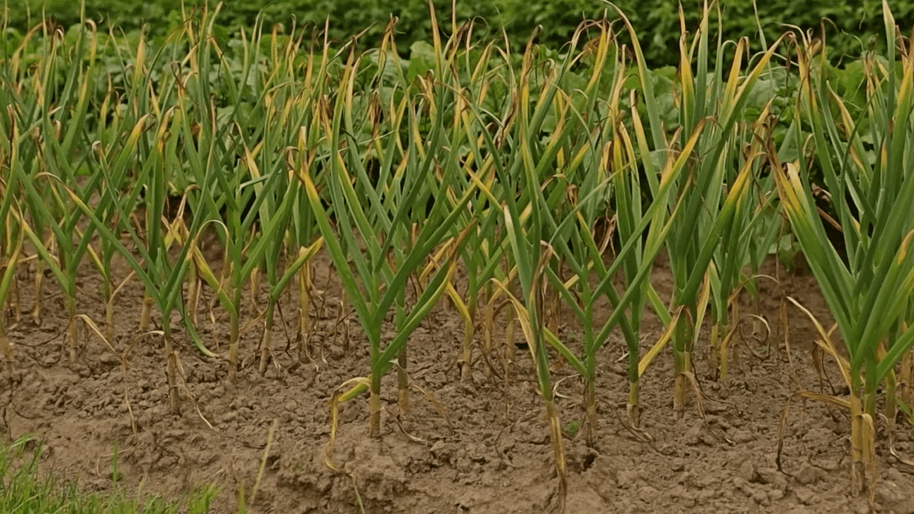 Агрономи пояснили, коли потрібно викопувати часник