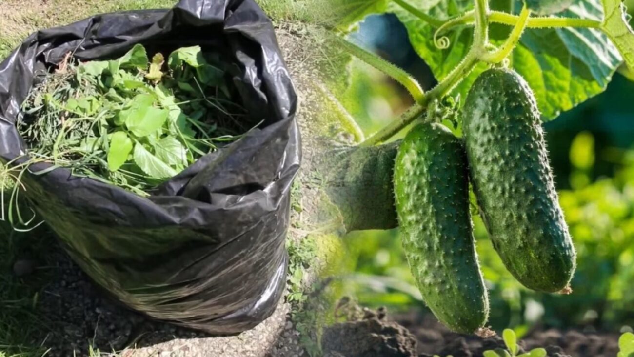 Городники розповіли, як зробити поживний чай для огірків з бурʼяну 