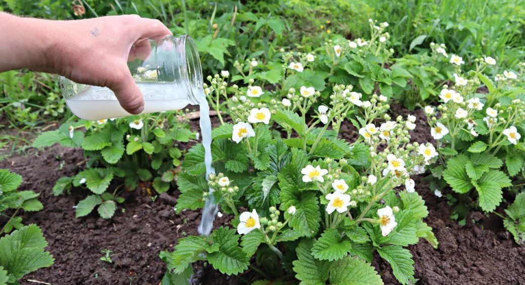 При перших квітках на полуниці — покваптеся: 1 чайну ложку у відро і ягода буде солодше меду 