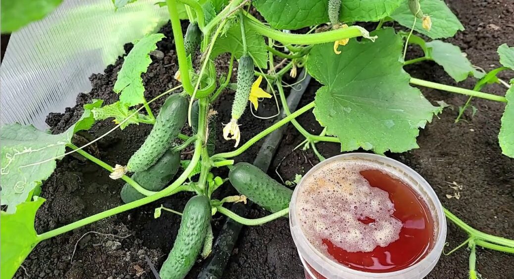 В перші 2 тижні червня — терміново: 1 літр під огірки та томати, і тоннами ростуть навіть “слабкі” кущі 