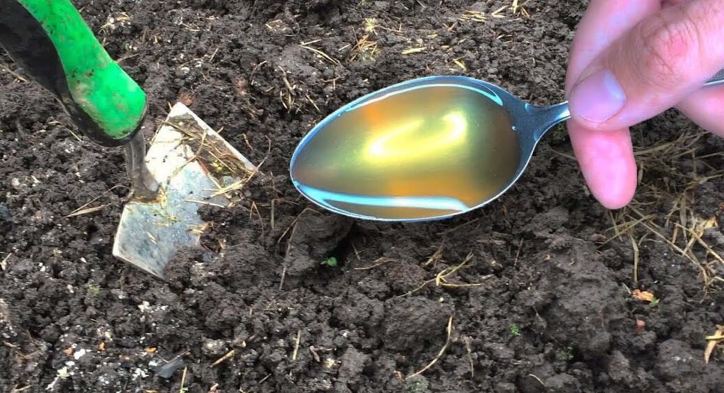 Від хвороб і коли земля виснажена — порятунок: 1 стакан на відро води і ґрунт родючий, як ніколи 
